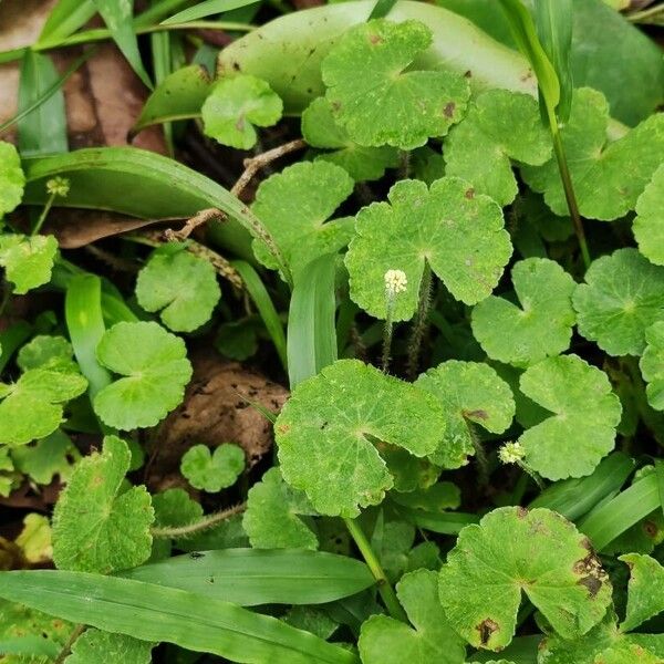 Hydrocotyle leucocephala (Hydrocotyle leucocephala)