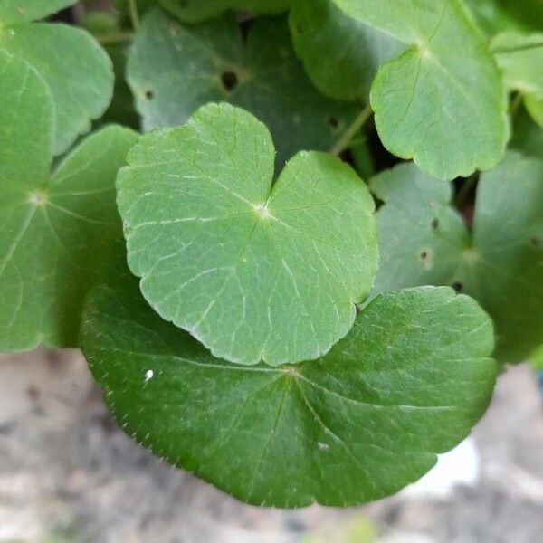 Hydrocotyle leucocephala (Hydrocotyle leucocephala)