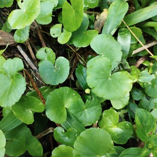 Hydrocotyle leucocephala (Hydrocotyle leucocephala)