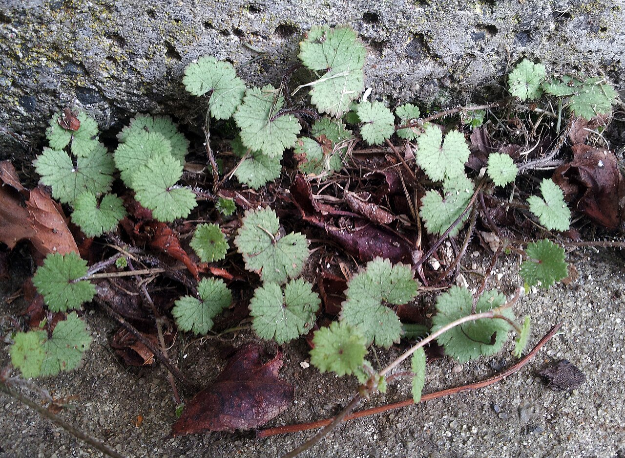 Musky marshpennywort: Hairy Pennywort (Hydrocotyle moschata var. moschata). Variety of plant.