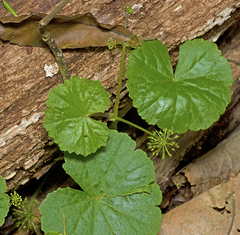 Hydrocotyle pedicellosa (Hydrocotyle pedicellosa)