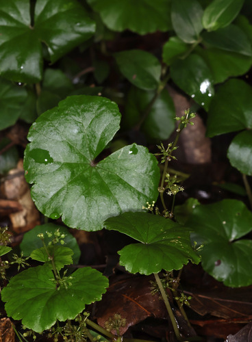 Hydrocotyle pedicellosa (Hydrocotyle pedicellosa)