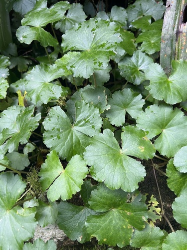 Hydrocotyle pedicellosa (Hydrocotyle pedicellosa)
