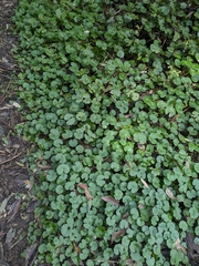 Hydrocotyle pedicellosa (Hydrocotyle pedicellosa)