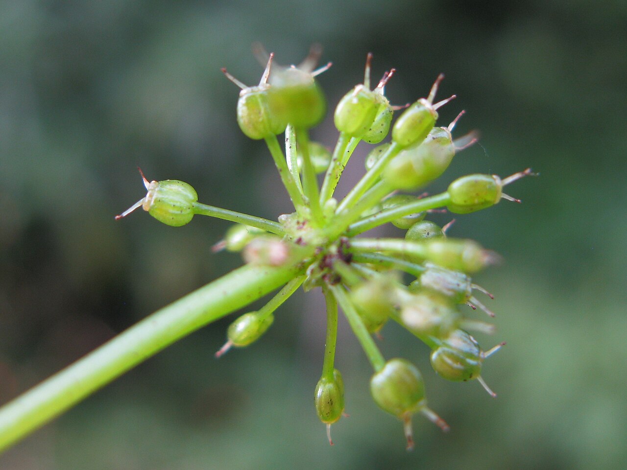 Hydrocotyle pedicellosa: This plant found on the very eastern edge of the Northern Tablelands. Native, warm-season, perennial, creeping, slender succulent herb, mostly hairless; rhizome