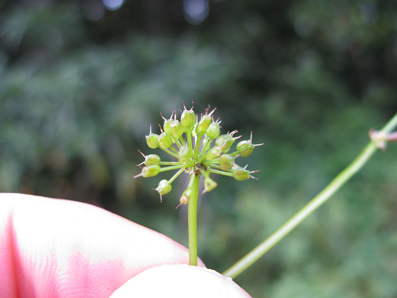 Hydrocotyle pedicellosa: This plant found on the very eastern edge of the Northern Tablelands. Native, warm-season, perennial, creeping, slender succulent herb, mostly hairless; rhizome