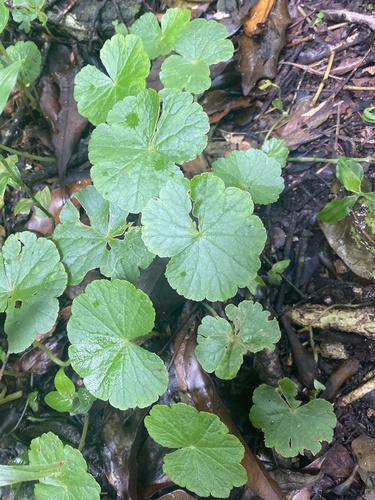 Hydrocotyle pedicellosa (Hydrocotyle pedicellosa)