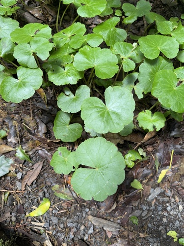 Hydrocotyle pedicellosa (Hydrocotyle pedicellosa)