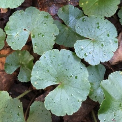 Hydrocotyle pedicellosa (Hydrocotyle pedicellosa)