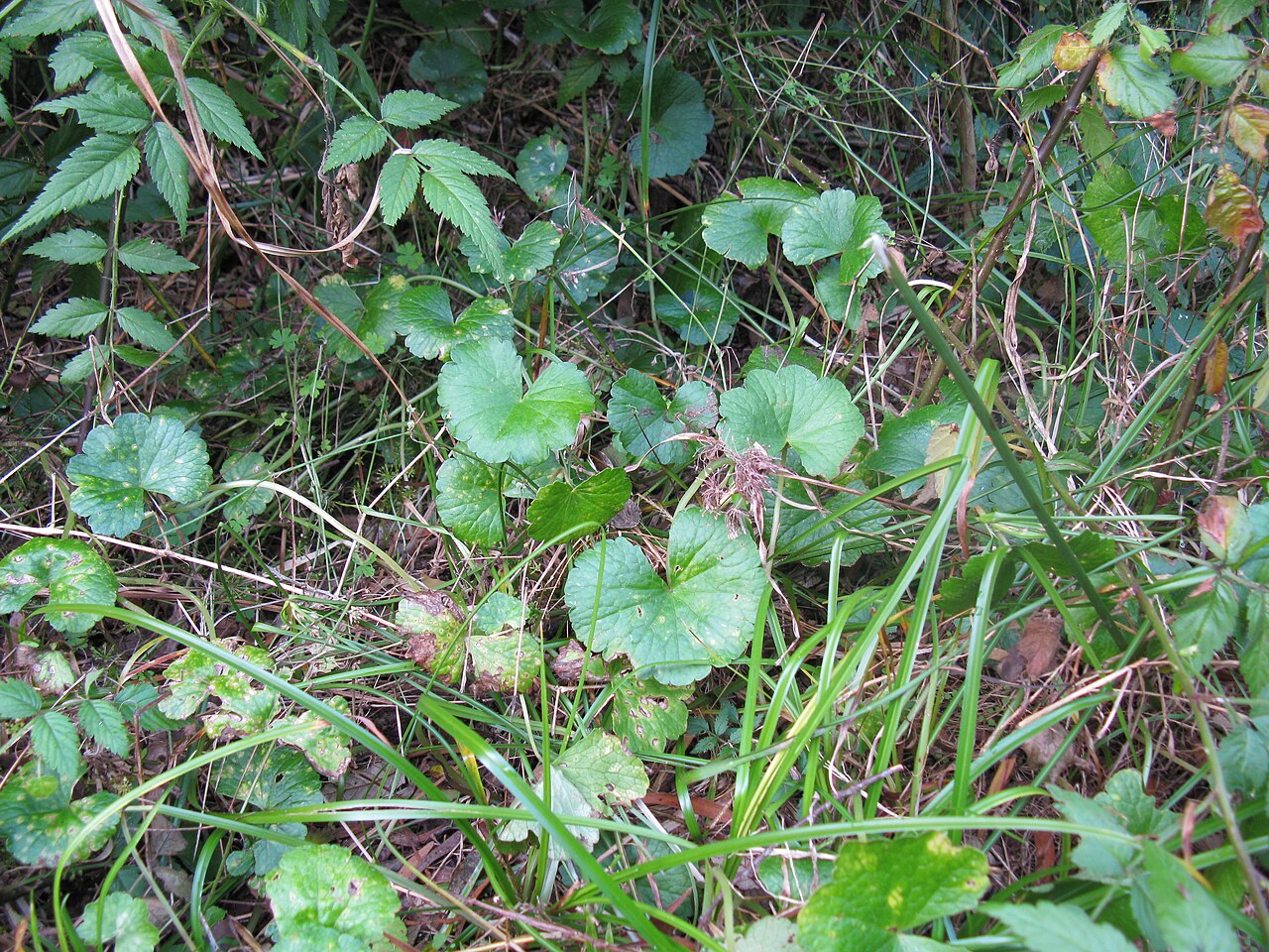 Hydrocotyle pedicellosa: This plant found on the very eastern edge of the Northern Tablelands. Native, warm-season, perennial, creeping, slender succulent herb, mostly hairless; rhizome