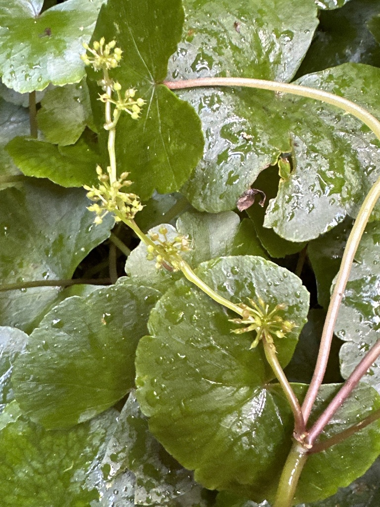 Hydrocotyle pedicellosa (Hydrocotyle pedicellosa)