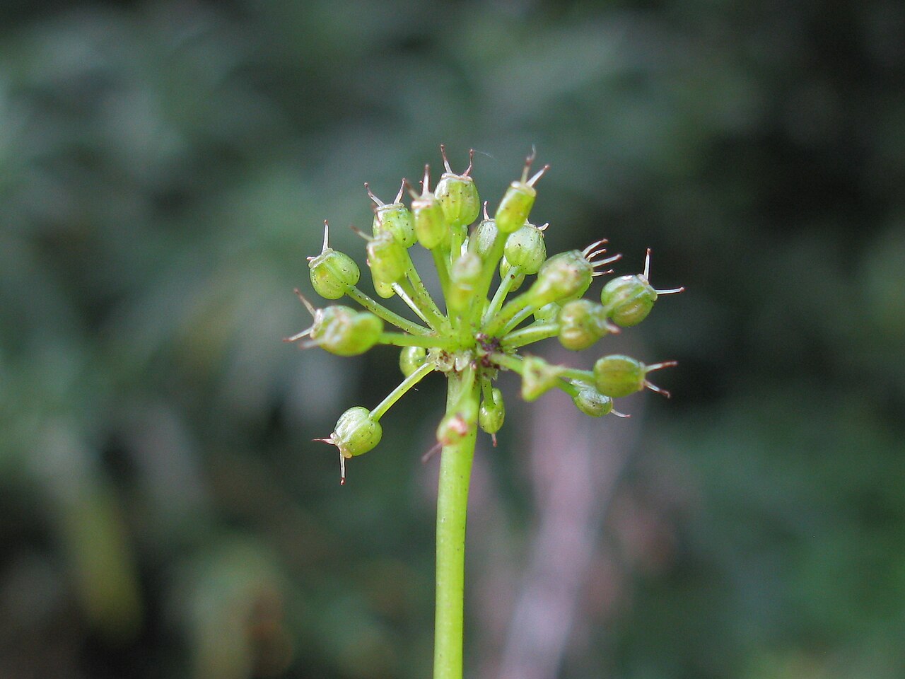 Hydrocotyle pedicellosa: This plant found on the very eastern edge of the Northern Tablelands. Native, warm-season, perennial, creeping, slender succulent herb, mostly hairless; rhizome