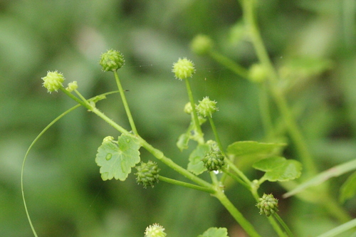 Hydrocotyle ramiflora (Hydrocotyle ramiflora)