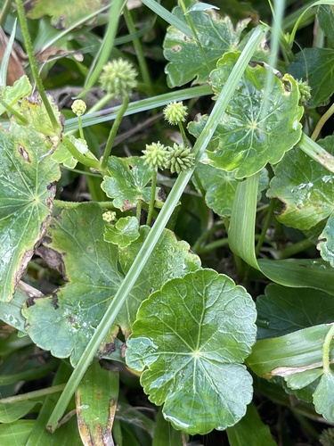 Hydrocotyle ramiflora (Hydrocotyle ramiflora)