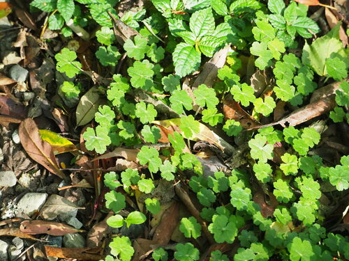 Hydrocotyle ramiflora (Hydrocotyle ramiflora)