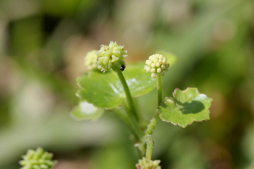 Hydrocotyle ramiflora (Hydrocotyle ramiflora)