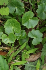 Hydrocotyle ramiflora (Hydrocotyle ramiflora)