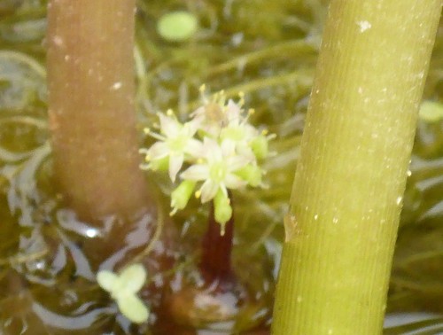 Floating marshpennywort (Hydrocotyle ranunculoides)