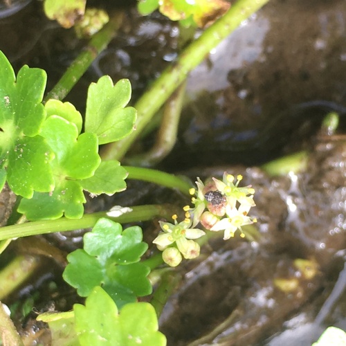 Floating marshpennywort (Hydrocotyle ranunculoides)