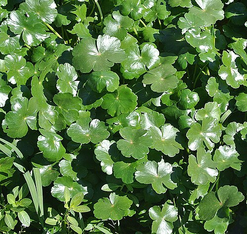 Floating marshpennywort: The Floating Marsh Pennywort is widespread in both tropical and temperate parts of the world.
