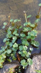 Floating marshpennywort (Hydrocotyle ranunculoides)