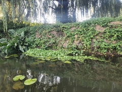 Floating marshpennywort (Hydrocotyle ranunculoides)