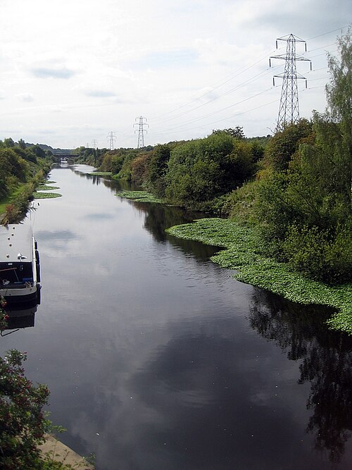 Floating marshpennywort: Floating pennywort - Hydrocotyle ranunculoides (1)