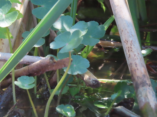 Floating marshpennywort (Hydrocotyle ranunculoides)