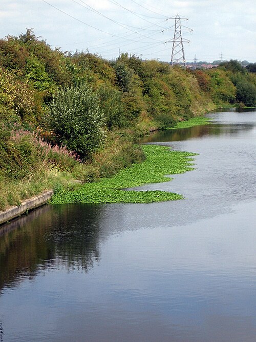 Floating marshpennywort: Floating pennywort - Hydrocotyle ranunculoides (2)