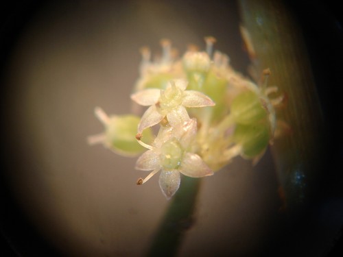 Floating marshpennywort (Hydrocotyle ranunculoides)