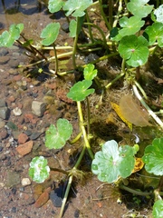 Floating marshpennywort (Hydrocotyle ranunculoides)