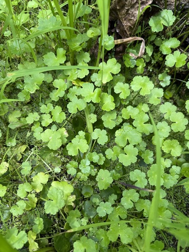 Floating marshpennywort (Hydrocotyle ranunculoides)