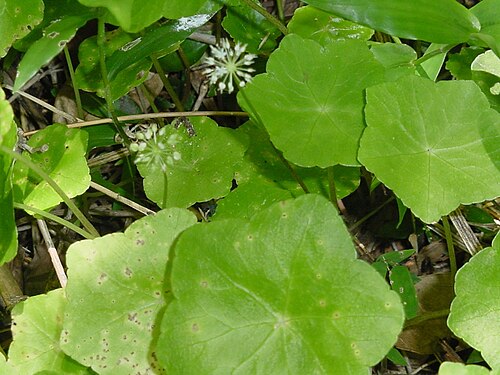 Floating marshpennywort: Hydrocotyle ranunculoides - APIACEAE Imbituba - SC - Brasil