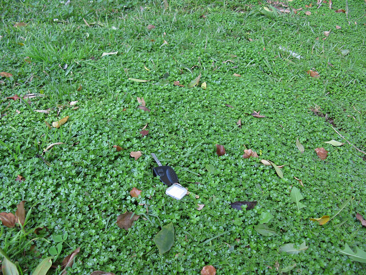 Australian hydrocotyle: Native, warm-season, perennial, low-growing (2-10 cm tall) herb that spreads by runners. Leaves (mostly 4-10 mm wide) are somewhat glossy, sparsely hairy, usual