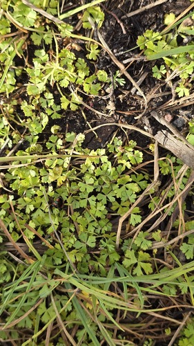 Australian hydrocotyle (Hydrocotyle tripartita)