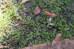 Australian hydrocotyle (Hydrocotyle tripartita)