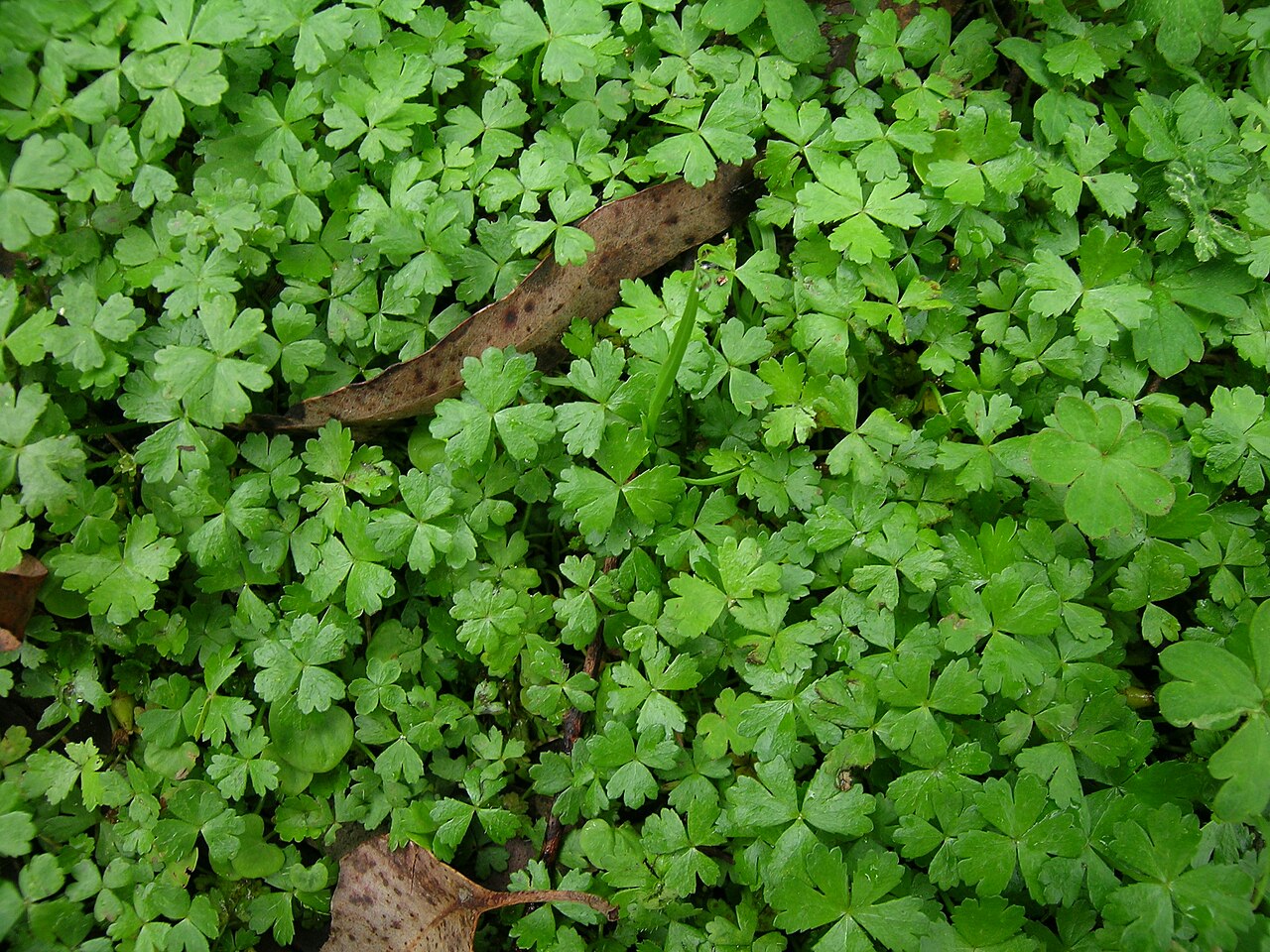 Australian hydrocotyle: Native, warm-season, perennial, low-growing (2-10 cm tall) herb that spreads by runners. Leaves (mostly 4-10 mm wide) are somewhat glossy, sparsely hairy, usual