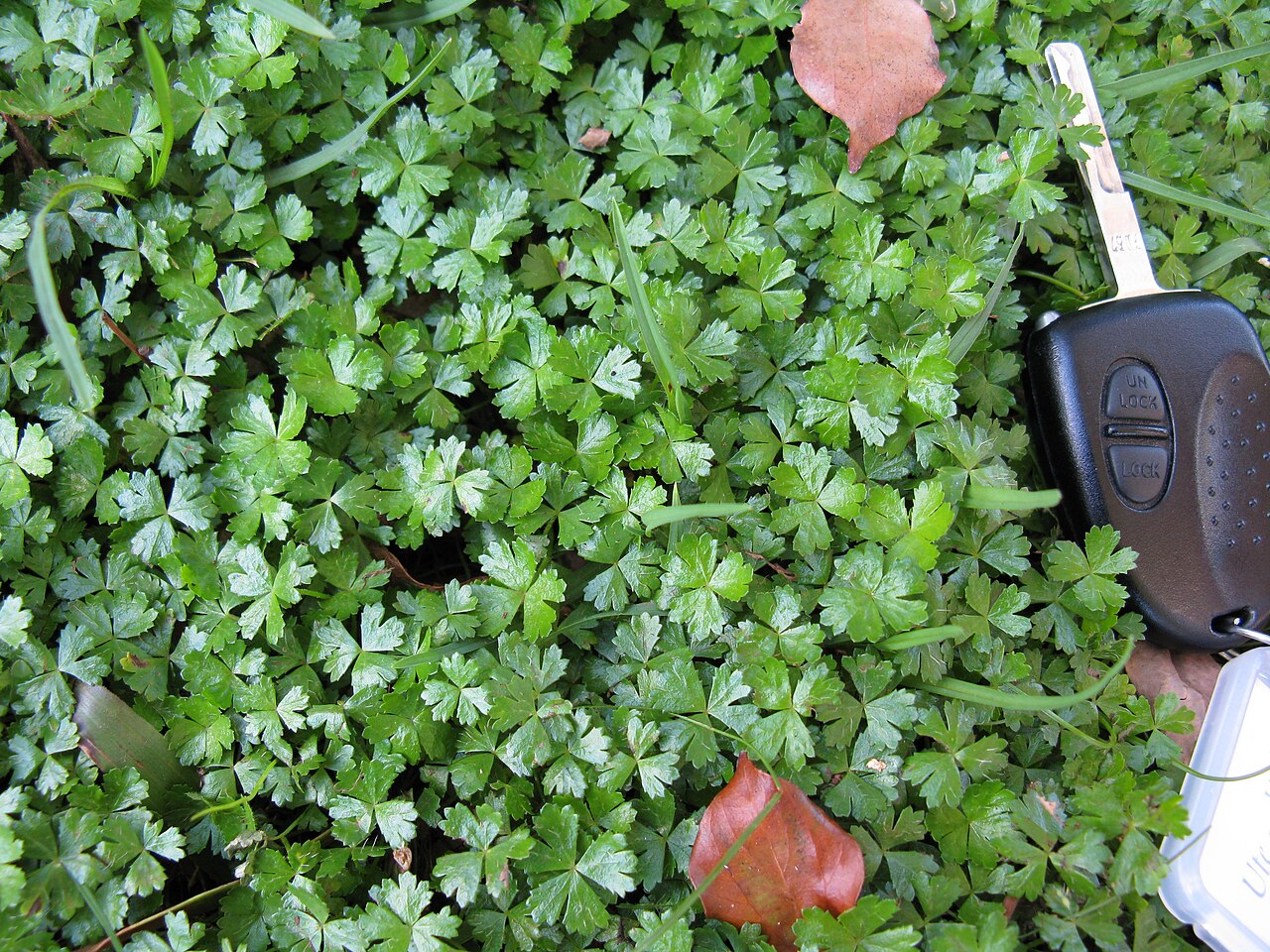 Australian hydrocotyle: Native, warm-season, perennial, low-growing (2-10 cm tall) herb that spreads by runners. Leaves (mostly 4-10 mm wide) are somewhat glossy, sparsely hairy, usual