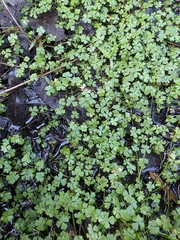 Australian hydrocotyle (Hydrocotyle tripartita)