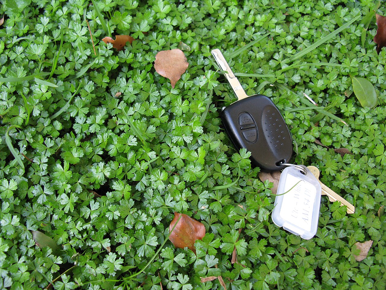Australian hydrocotyle: Native, warm-season, perennial, low-growing (2-10 cm tall) herb that spreads by runners. Leaves (mostly 4-10 mm wide) are somewhat glossy, sparsely hairy, usual