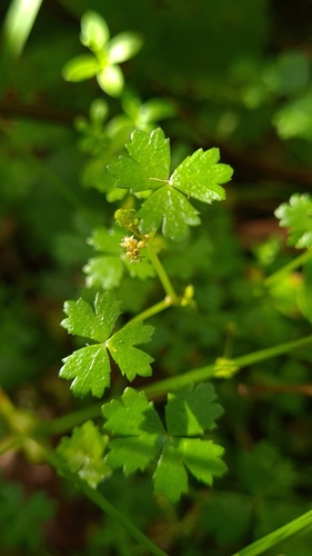 Australian hydrocotyle (Hydrocotyle tripartita)