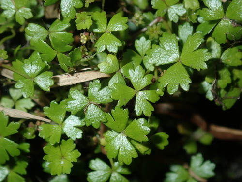 Australian hydrocotyle (Hydrocotyle tripartita)