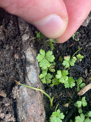 Australian hydrocotyle (Hydrocotyle tripartita)