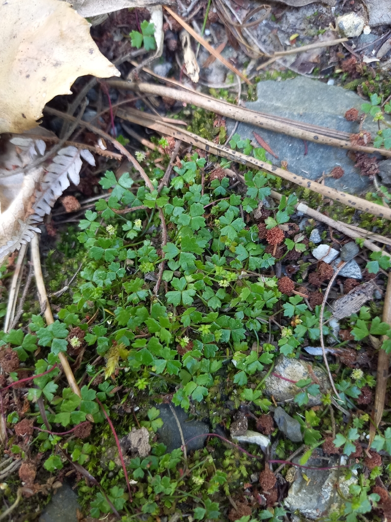 Australian hydrocotyle (Hydrocotyle tripartita)