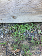 Australian hydrocotyle (Hydrocotyle tripartita)