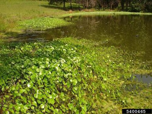 Manyflower marshpennywort (Hydrocotyle umbellata)