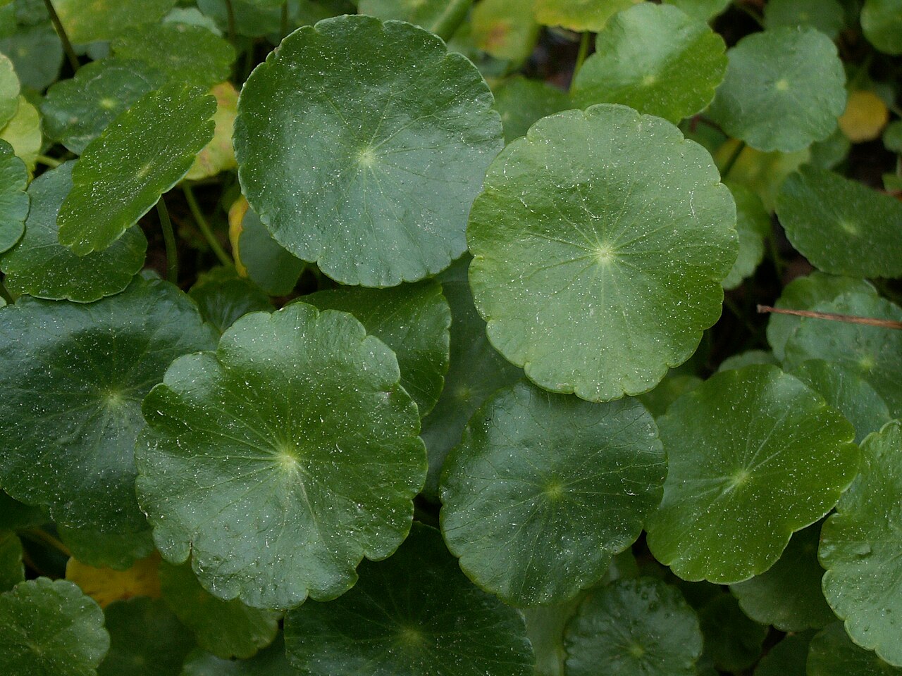 Manyflower marshpennywort: Water pennywort Hydrocotyle leucocephyla Brazil. Photo taken on 29 March 2006