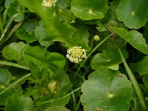 Manyflower marshpennywort (Hydrocotyle umbellata)