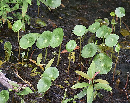 Manyflower marshpennywort: A shield-leaf water weed, one of those known as Water Pennywort, or more specifically Manyflowered Marshpennywort. It is found in wetlands from the U.S. to Chil