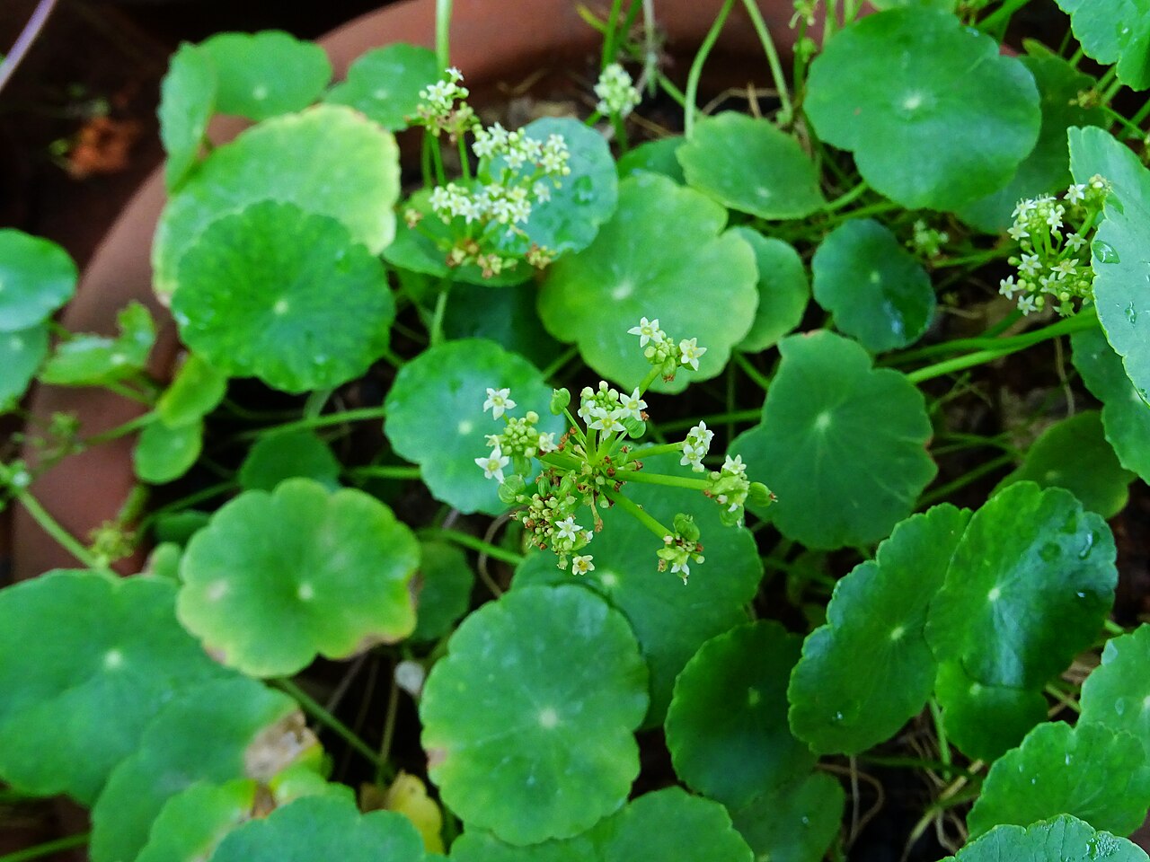 Manyflower marshpennywort: Hydrocotyle umbellata seen in Amruth Herbal Gardens (Transdisciplinary University) Bangalore